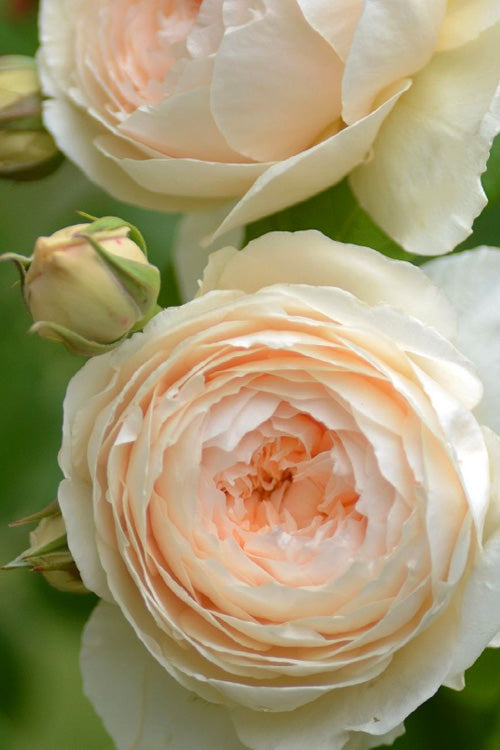  Windermere English Shrub Rose (David Austin) - 3 Gallon Pot
