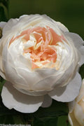  Windermere English Shrub Rose (David Austin) - 3 Gallon Pot
