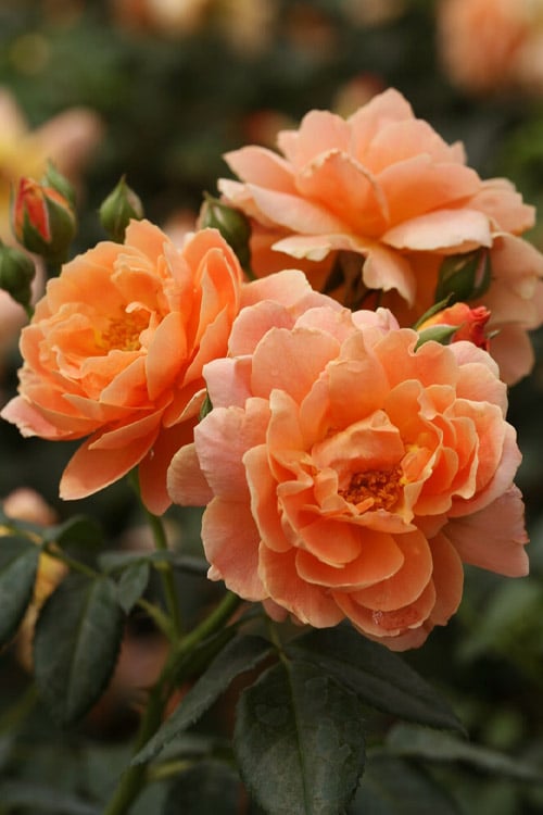  At Last Rose - 2 Gallon Pot