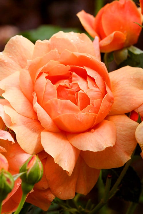  At Last Rose - 2 Gallon Pot