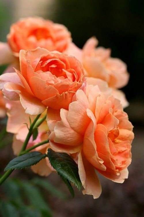  At Last Rose - 2 Gallon Pot
