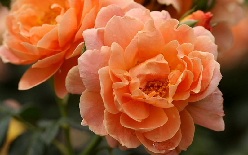  At Last Rose - 2 Gallon Pot