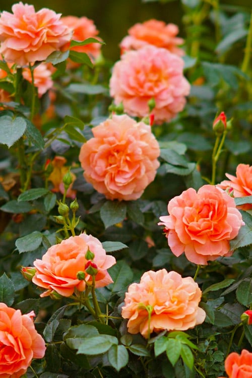  At Last Rose - 2 Gallon Pot