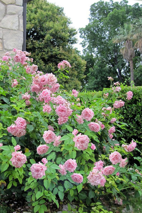  Belinda's Dream Shrub Rose - 3 Gallon Pot