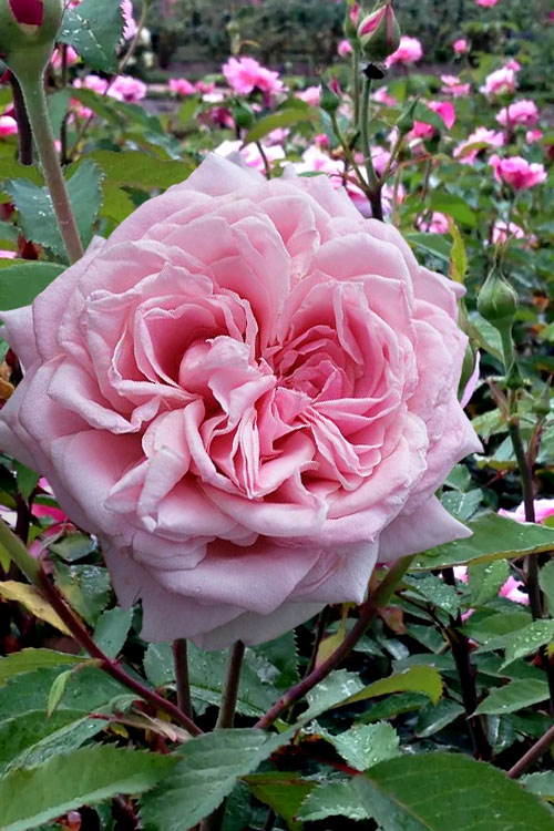  Belinda's Dream Shrub Rose - 3 Gallon Pot