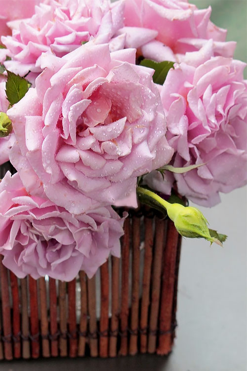  Belinda's Dream Shrub Rose - 3 Gallon Pot