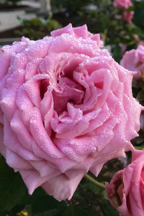  Belinda's Dream Shrub Rose - 3 Gallon Pot
