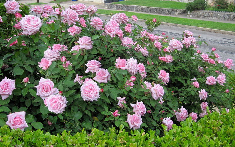  Belinda's Dream Shrub Rose - 3 Gallon Pot