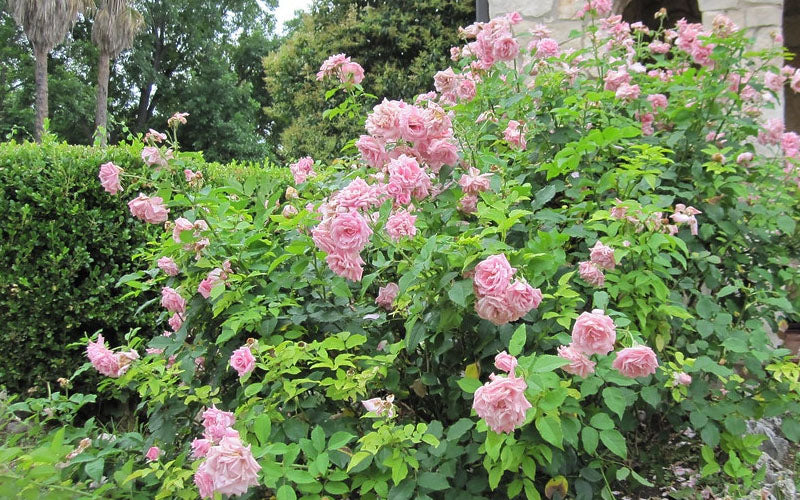  Belinda's Dream Shrub Rose - 3 Gallon Pot