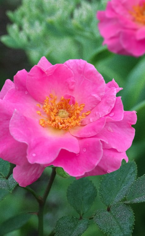  Brindabella First Lady Shrub Rose - 1 Gallon Pot