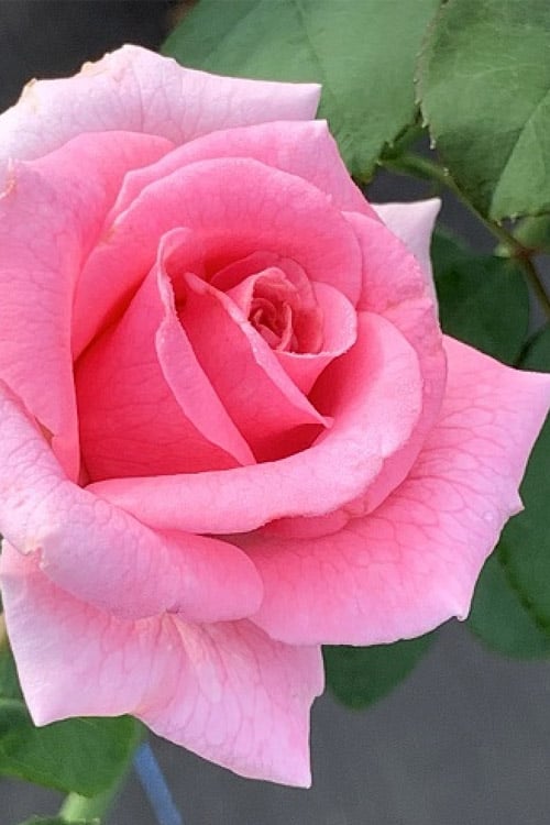  Brindabella Pink Princess Shrub Rose - 2 Gallon Pot