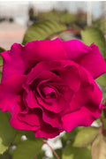  Brindabella Red Empress Shrub Rose - 2 Gallon Pot