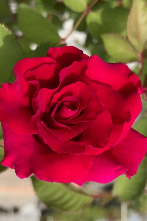  Brindabella Red Empress Shrub Rose - 2 Gallon Pot