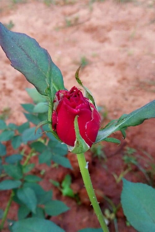  Brindabella Red Empress Shrub Rose - 2 Gallon Pot
