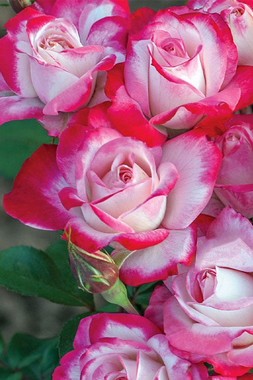  Candy Cane Cocktail Floribunda Rose - 3 Gallon Pot