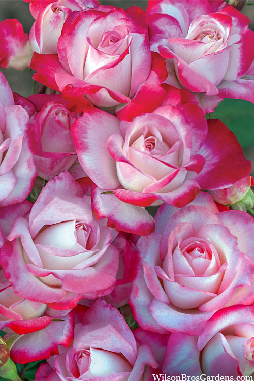  Candy Cane Cocktail Floribunda Rose - 3 Gallon Pot