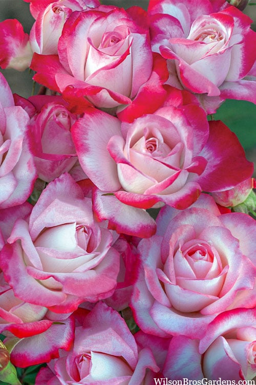  Candy Cane Cocktail Floribunda Rose - 3 Gallon Pot