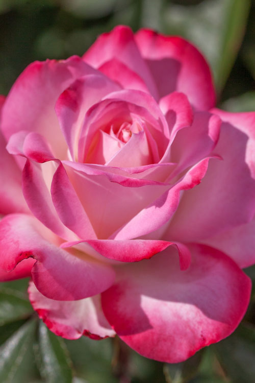  Candy Cane Cocktail Floribunda Rose - 3 Gallon Pot