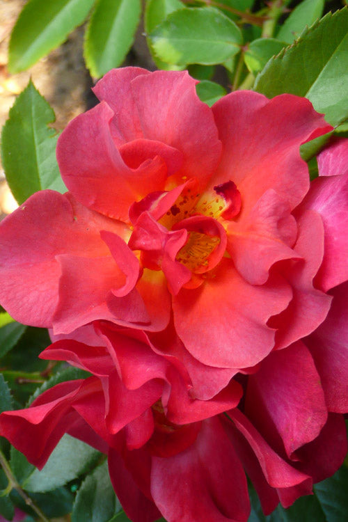  Cinco De Mayo Rose - 3 Gallon Pot