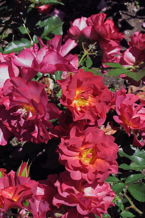  Cinco De Mayo Rose - 3 Gallon Pot