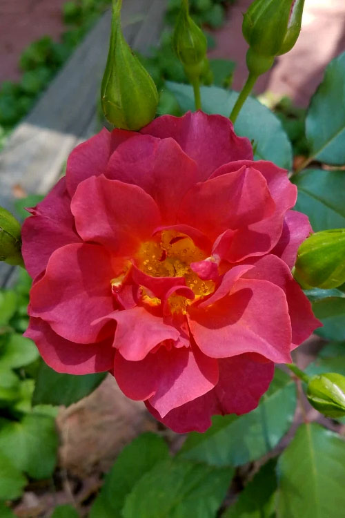  Cinco De Mayo Rose - 3 Gallon Pot