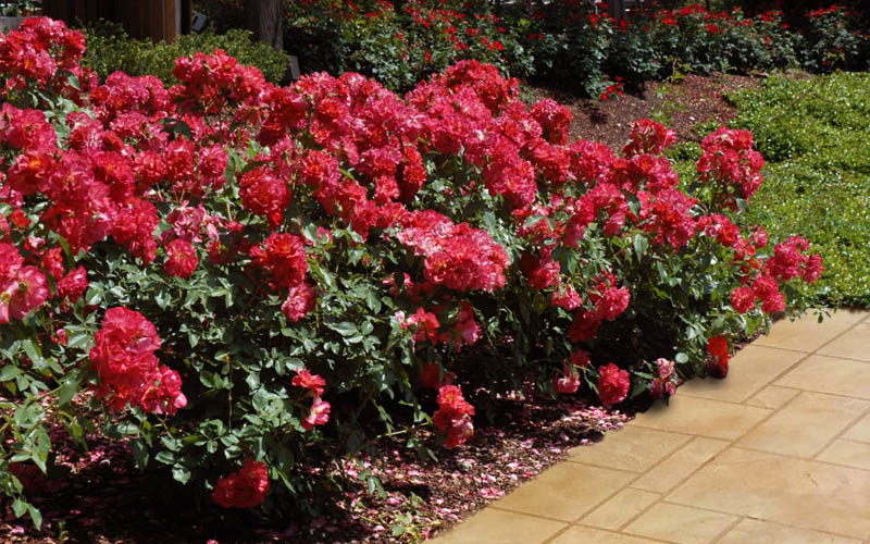  Cinco De Mayo Rose - 3 Gallon Pot