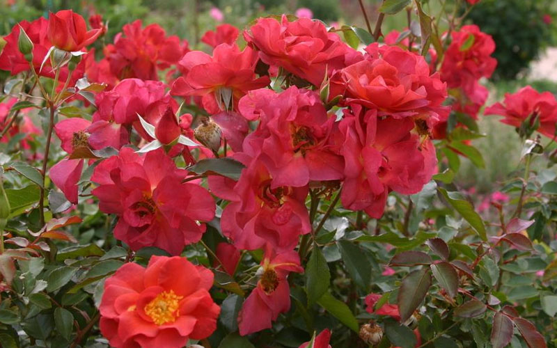  Cinco De Mayo Rose - 3 Gallon Pot