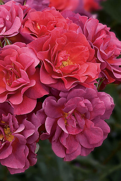  Cinco De Mayo Rose - 3 Gallon Pot