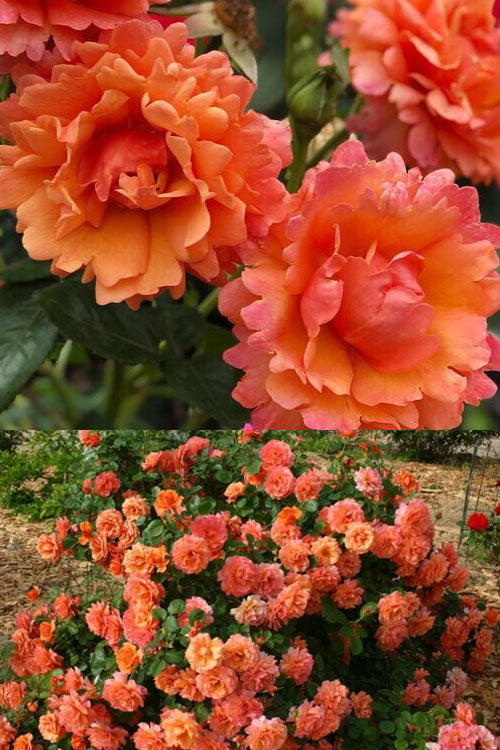  Easy Does It Rose - 3 Gallon Pot