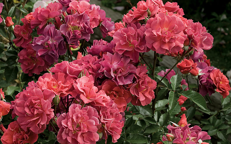  Cinco De Mayo Rose - 3 Gallon Pot