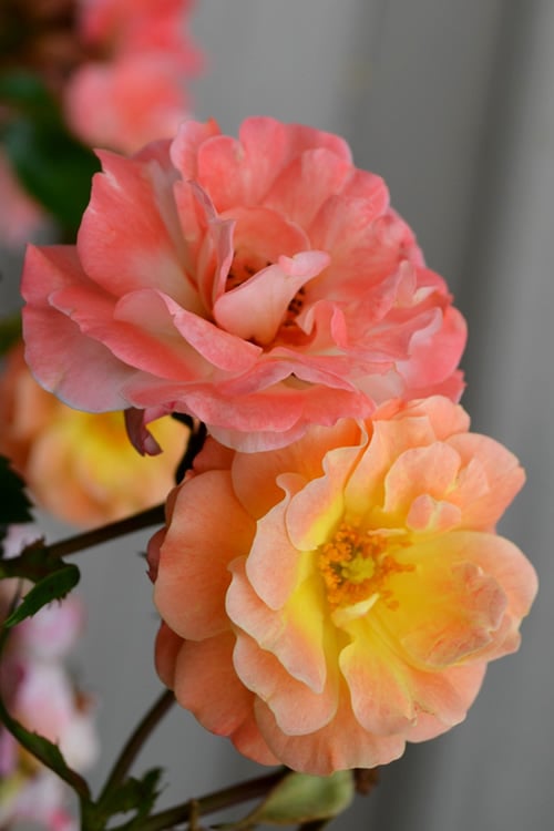  Peach Drift Groundcover Rose - 2 Gallon Pot
