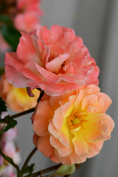  Peach Drift Groundcover Rose - 2 Gallon Pot