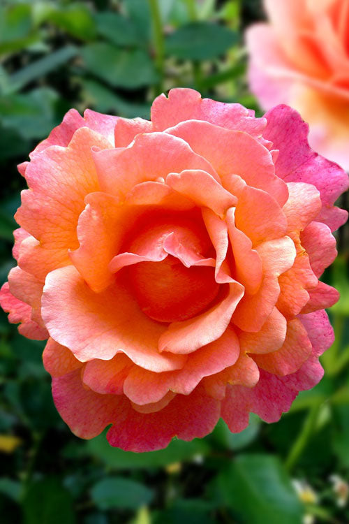  Easy Does It Rose - 3 Gallon Pot