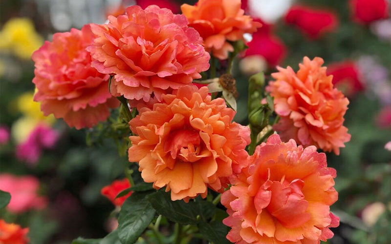  Easy Does It Rose - 3 Gallon Pot