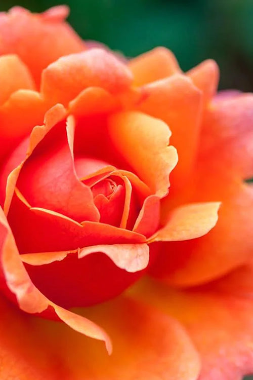  Easy Does It Rose - 3 Gallon Pot