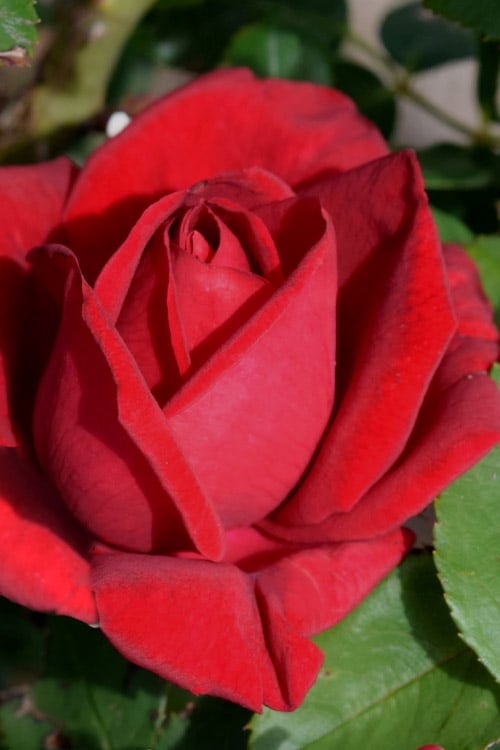  Easy Elegance Kashmir Rose - 3 Gallon Pot