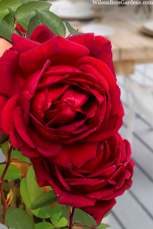  Easy Elegance Kashmir Rose - 7 Gallon Pot
