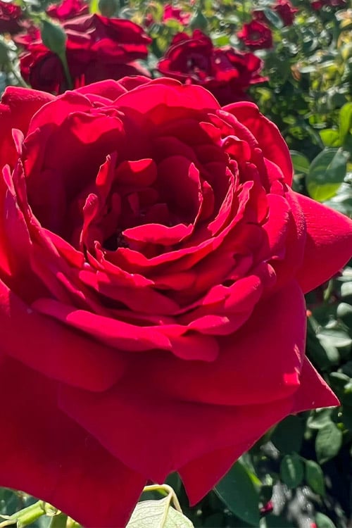  Easy Elegance Kashmir Rose - 3 Gallon Pot