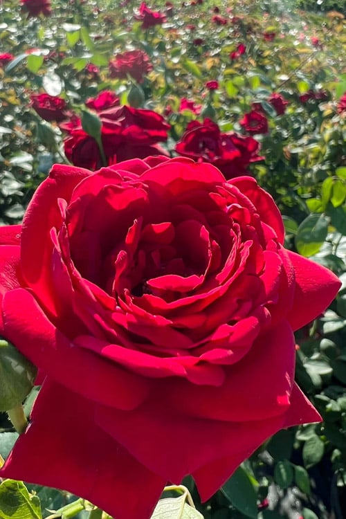  Easy Elegance Kashmir Rose - 3 Gallon Pot