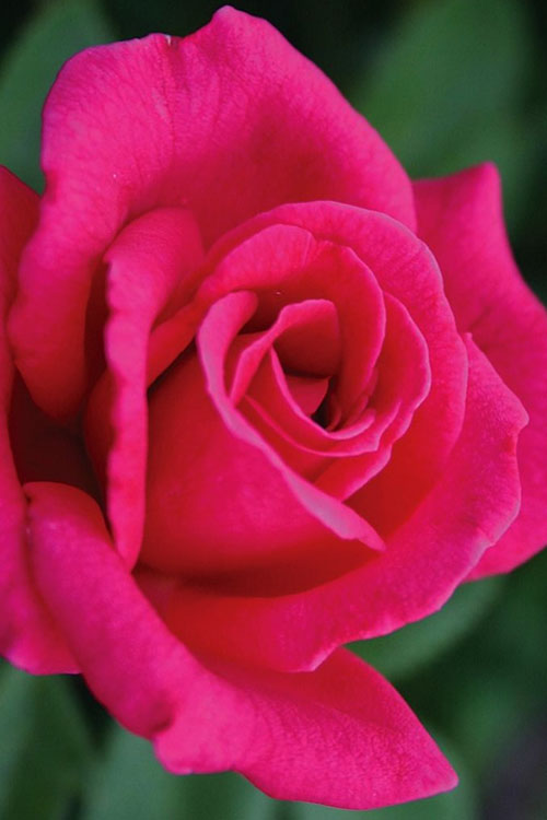  Easy Elegance My Girl Rose - 3 Gallon Pot
