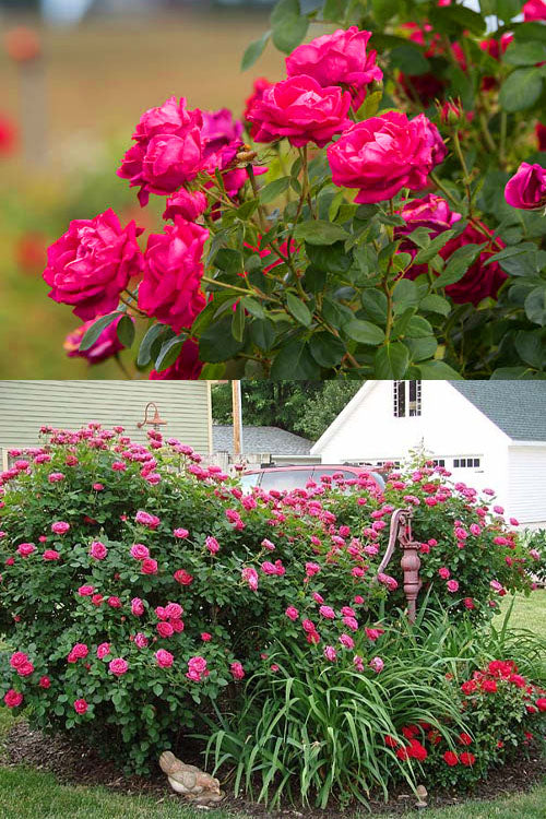  Easy Elegance My Girl Rose - 3 Gallon Pot