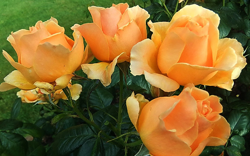  Easy Going Rose - 3 Gallon Pot