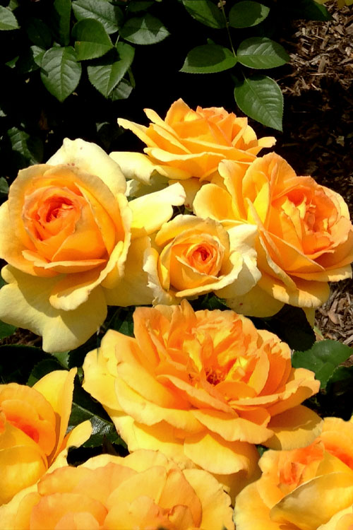  Easy Going Rose - 3 Gallon Pot