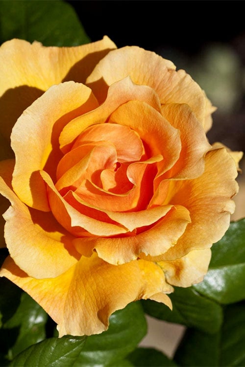  Easy Going Rose - 3 Gallon Pot