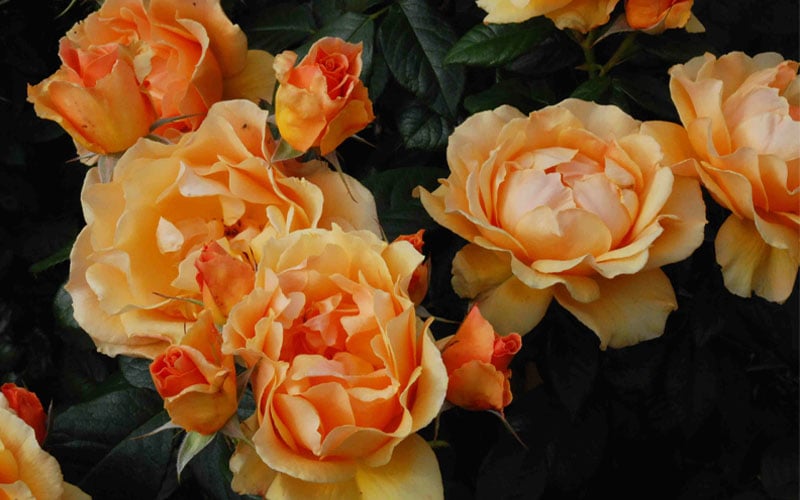  Easy Going Rose - 3 Gallon Pot