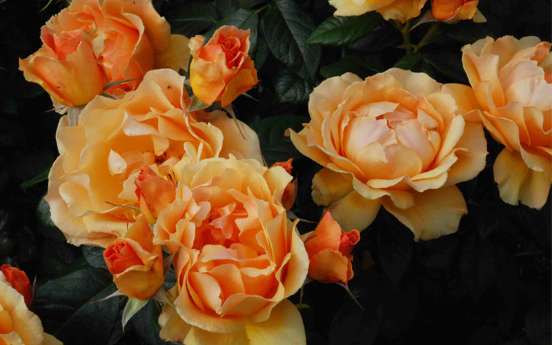  Easy Going Rose - 3 Gallon Pot