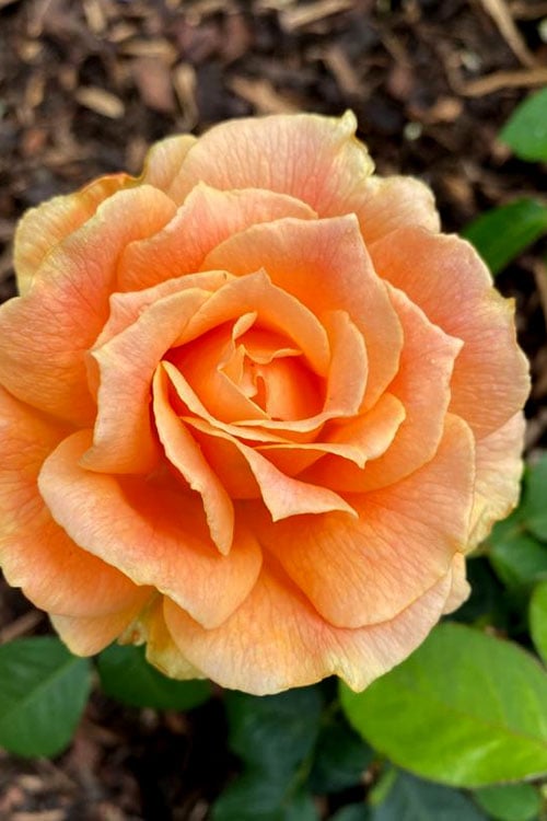  Easy Going Rose - 3 Gallon Pot