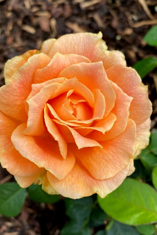  Easy Going Rose - 3 Gallon Pot