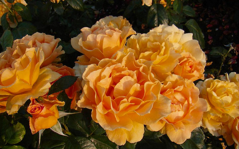  Easy Going Rose - 3 Gallon Pot