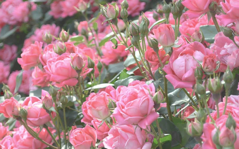  The Georgia Peach Shrub Rose - 1 Gallon Pot